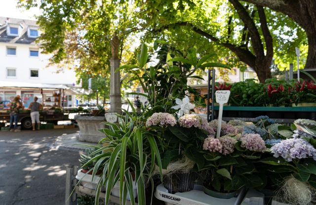 Freiburg-Herdermer-Bauernmarkt-Copyright-FWTM-Joos (6), © FWTM-Joos Freiburg-Herdermer-Bauernmarkt-Copyright-FWTM-Joos (6), © FWTM-Joos