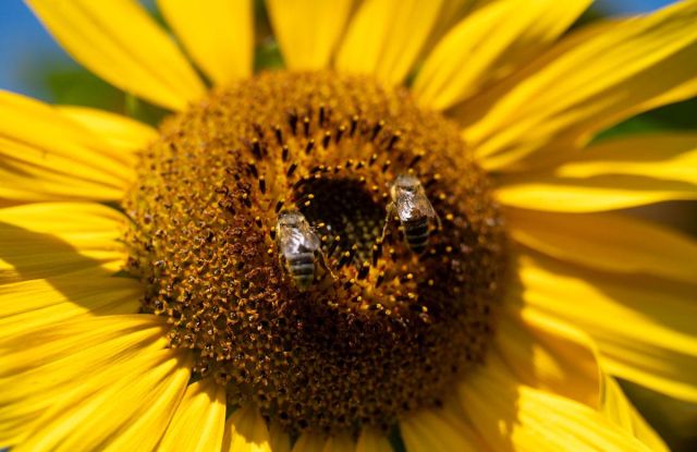 Dimanche des abeilles Dimanche des abeilles