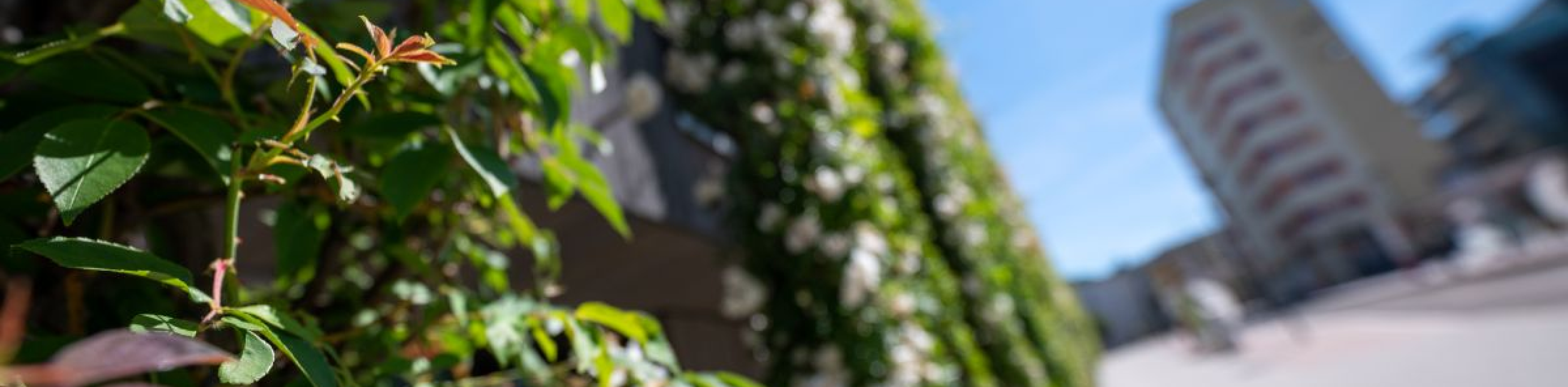 Kühler wohnen – Hitzeschutz im Sommer, © Foto: Seeger / Stadt Freiburg Kühler wohnen – Hitzeschutz im Sommer, © Foto: Seeger / Stadt Freiburg