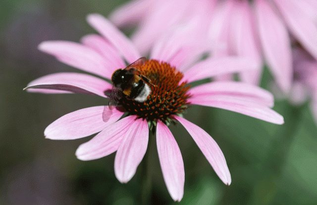 Journée de la biodiversité au Seepark