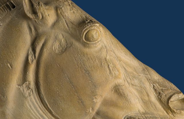 Pferdekopf O aus dem Ostgiebel des Parthenon, Athen (5. Jh. v. Chr), &copy; Nailia Schwarz