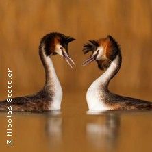 Urban Birding à Fribourg - avec Kalle Nibbenhagen