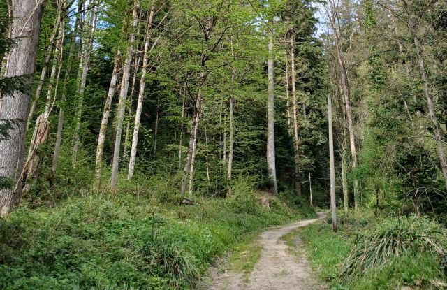 Chorleitung im Konzert