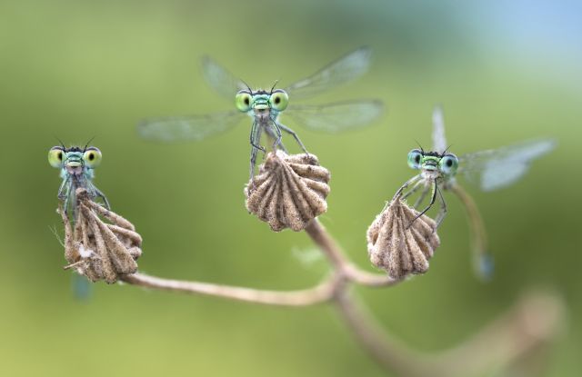 Kleinlibellen_c_Alberto Ghizzi Panizza