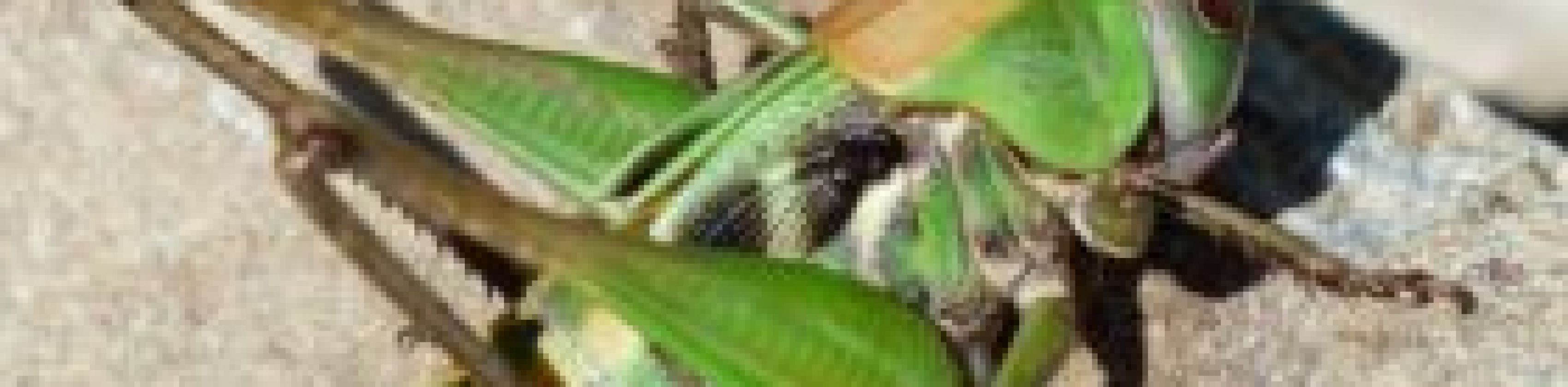 grasshopper-177350_1280-e1770296806304, &copy; Free