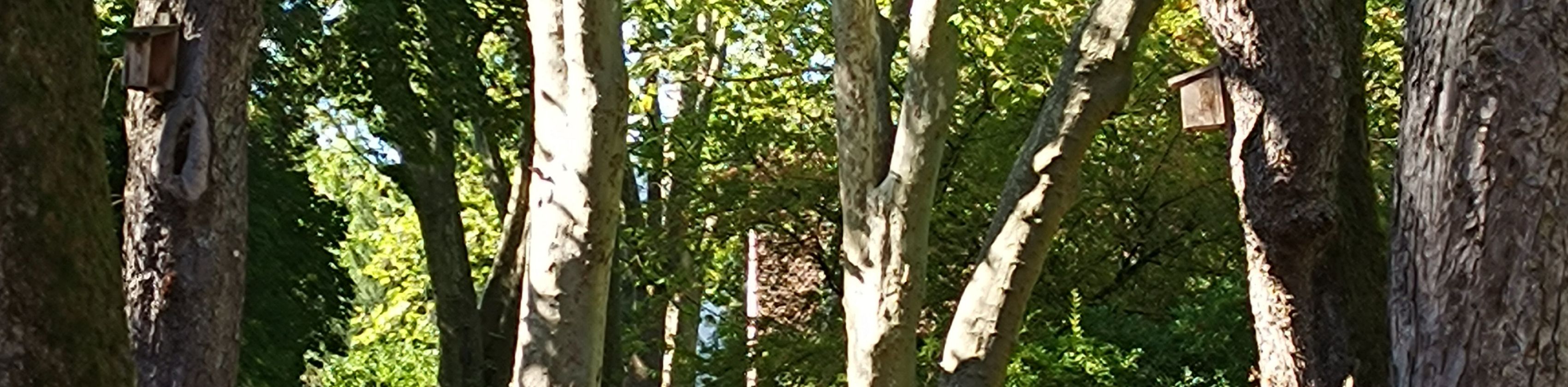 Allee Alter Friedhof, © Kirsten Eck