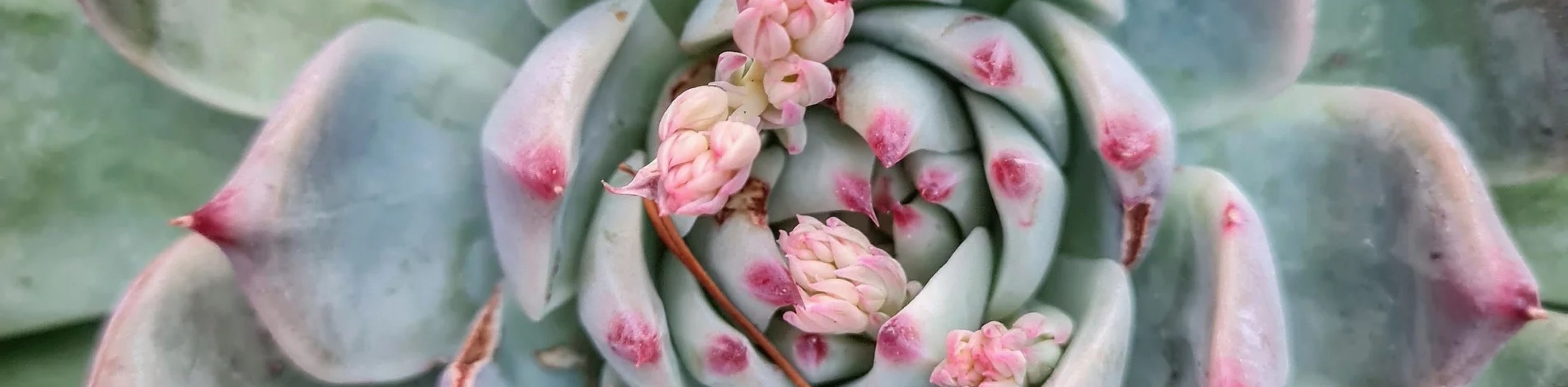 Blumenbinderin, &copy; Die Blumenbinderin