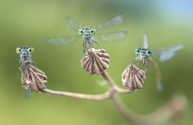 Multifaceted insects - diversity, endangerment, protection