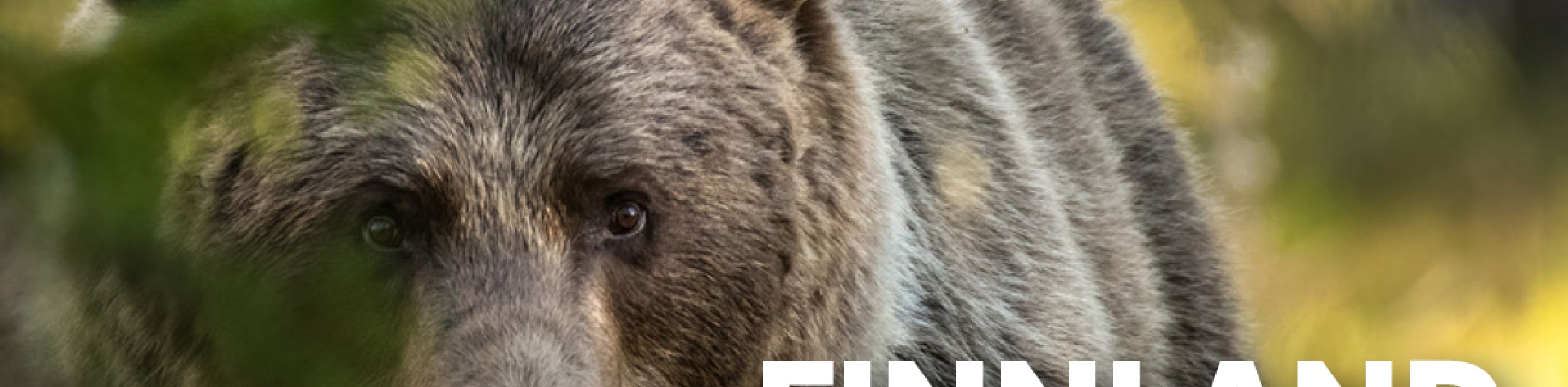 MUNDOLOGIA-Seminar: Wildlife Fotografie in Finnland
