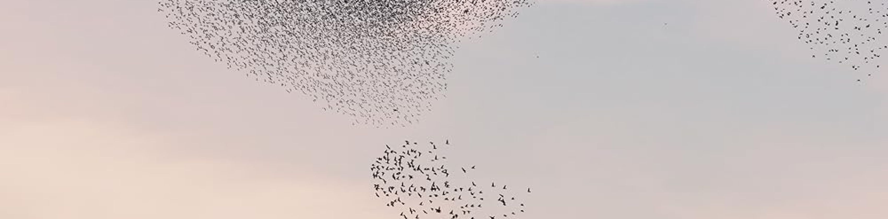 Birdsong, © Birdsong