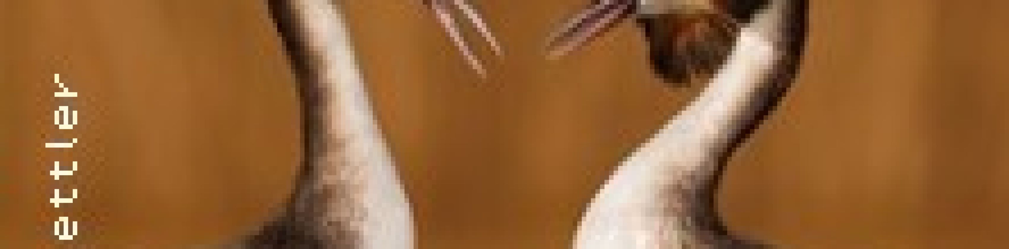 Urban Birding in Freiburg - mit Kalle Nibbenhagen