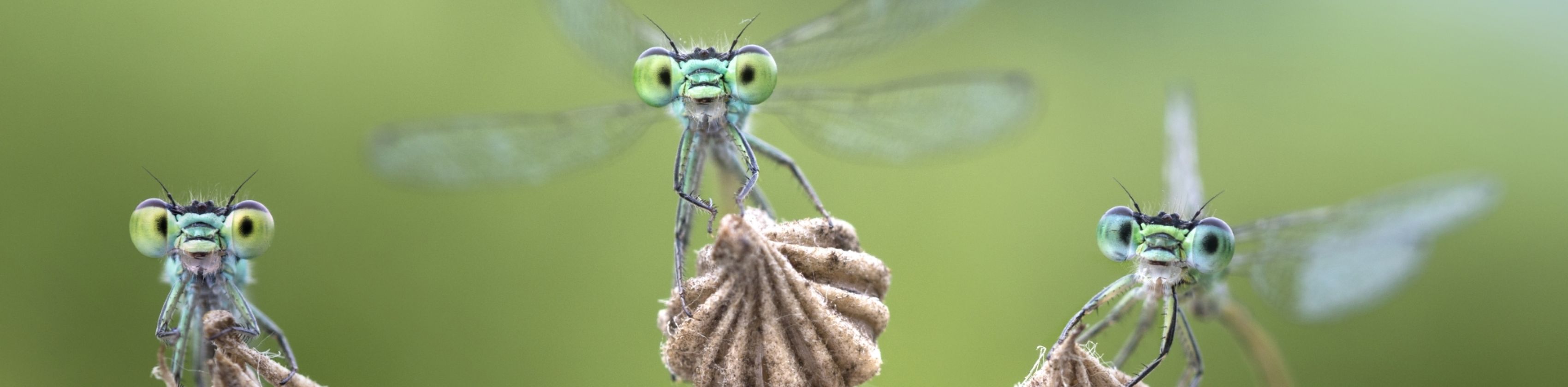 Kleinlibellen_c_Alberto Ghizzi Panizza, © Alberto Ghizzi Panizza