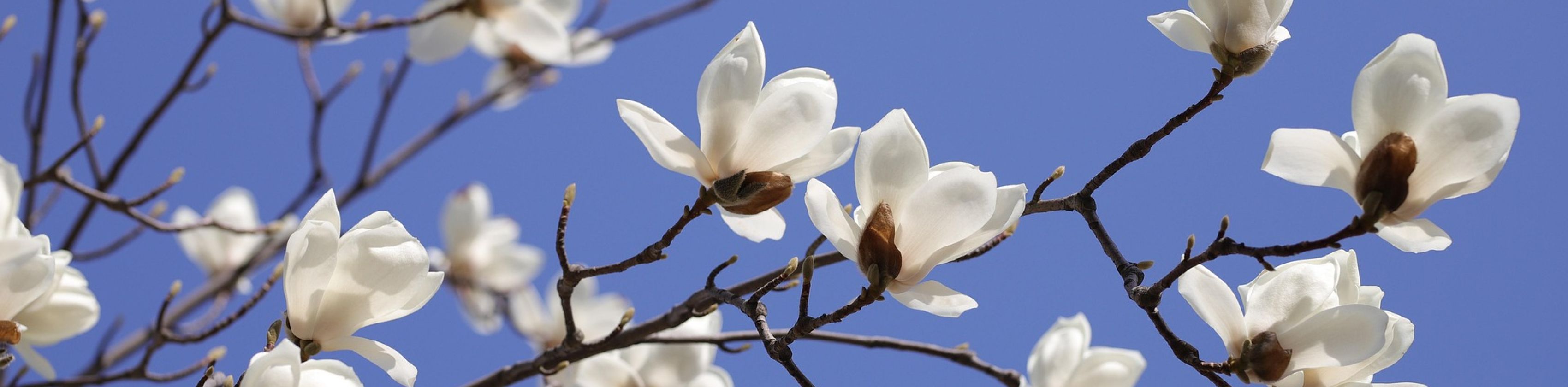 Tanzen im Fr&uuml;hling, &copy; Foto: Pixabay