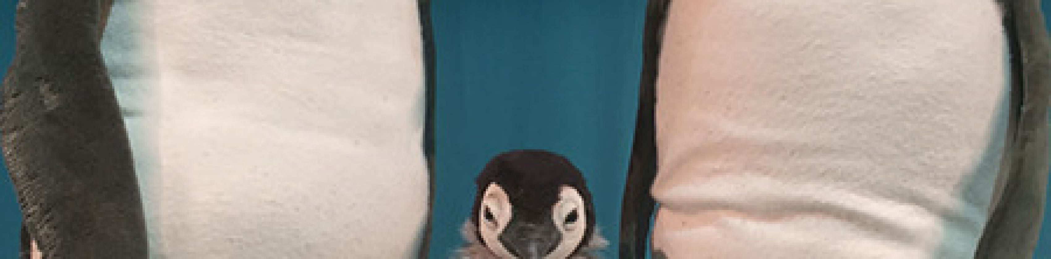 marotte Theater - Pit Pinguin