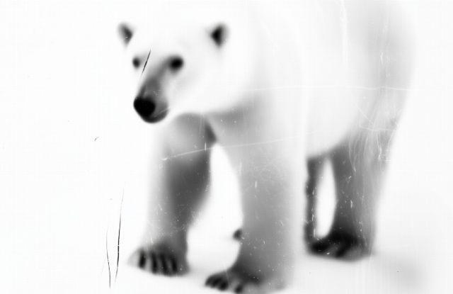 Chansons de baleines et d'oiseaux