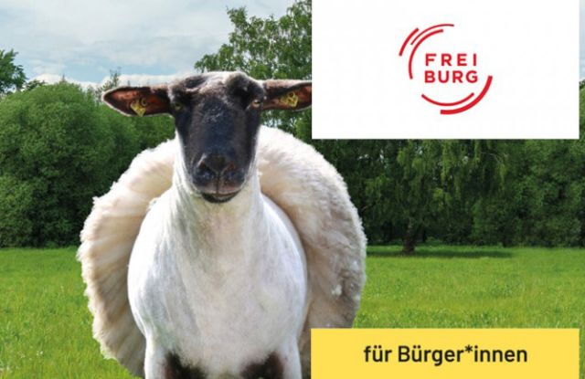 VA1_Bild_Schaf2-uai-720x432