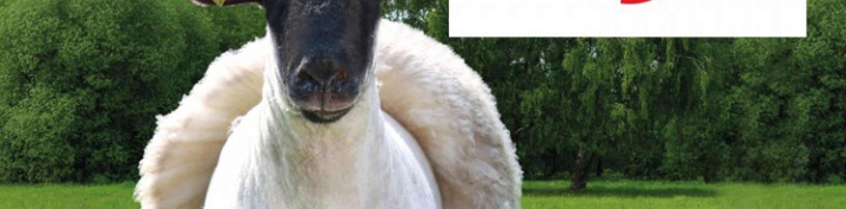 VA1_Bild_Schaf2-uai-720x432