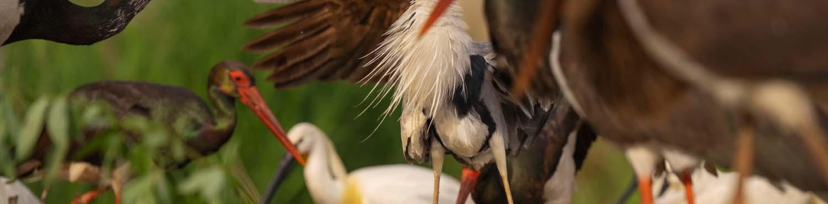 Foto: ENJ 2023, Staffan Widstrand, &copy; Foto: ENJ 2023, Staffan Widstrand