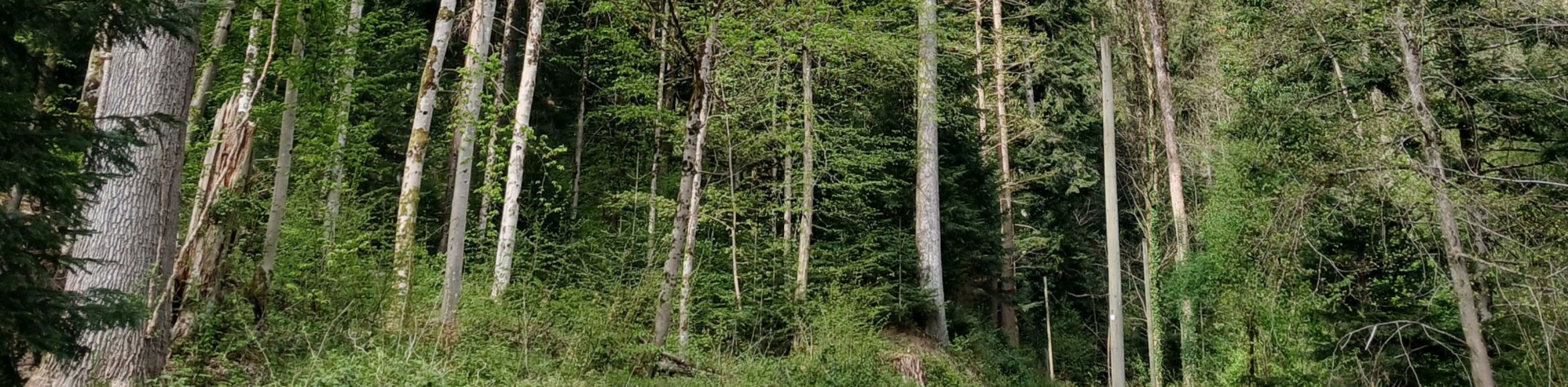 Chorleitung im Konzert