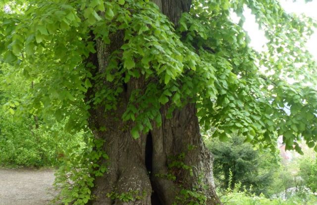Schlossberg tree excursion