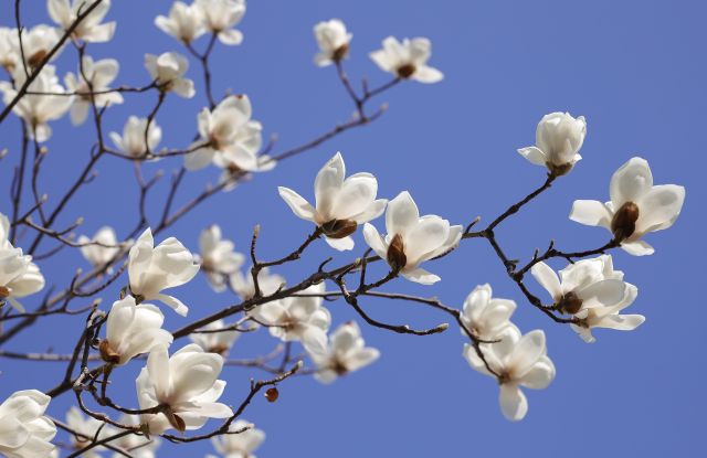 Danser au printemps