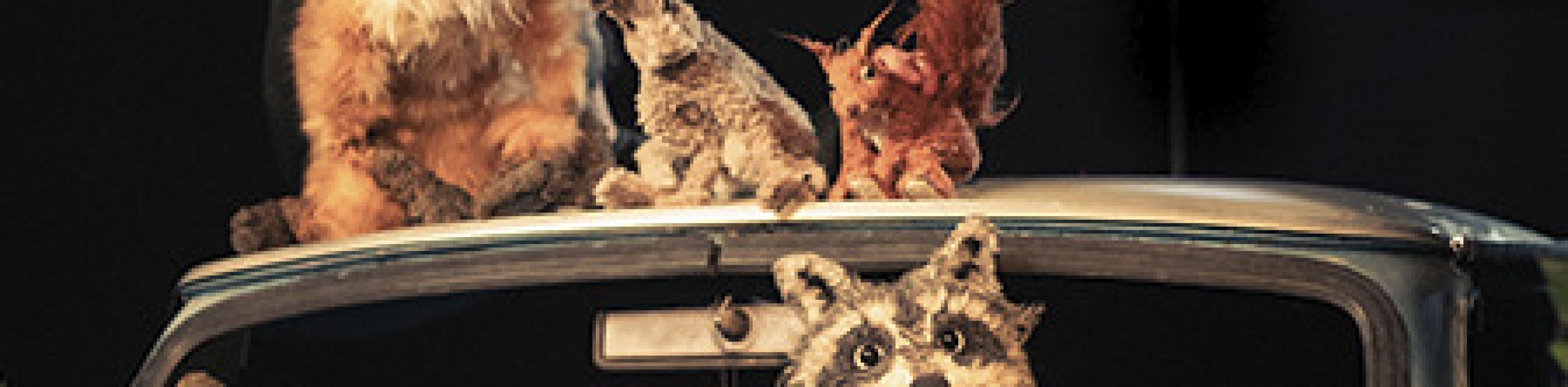 Theater Kuckucksheim - Tanz der Tiere