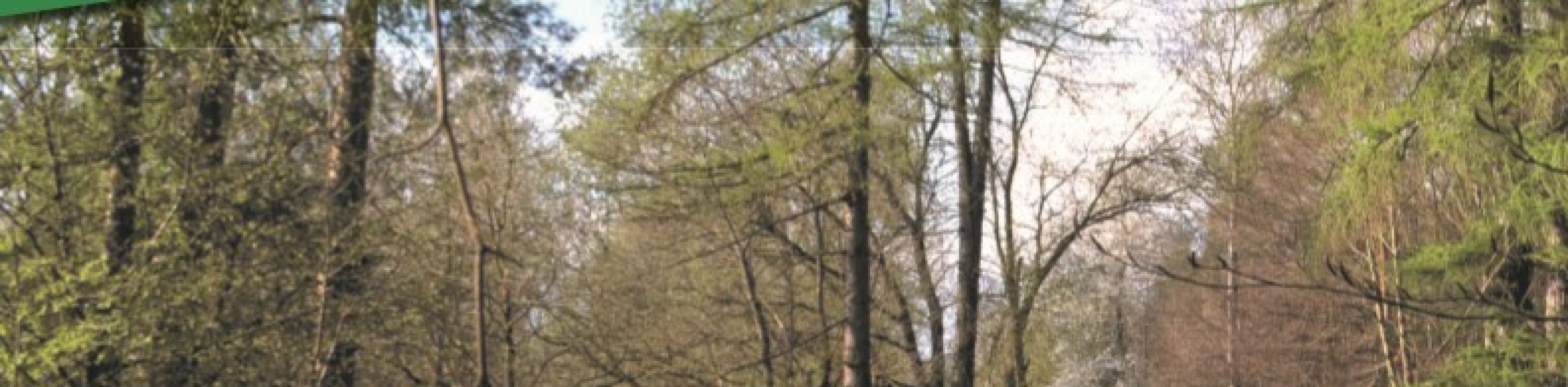 Waldbaden & erlebnisreiche Wanderung mit Natur- & Landschaftsführerin Veronika Sumser