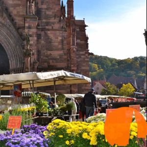 Freiburg for beginners - public city tour