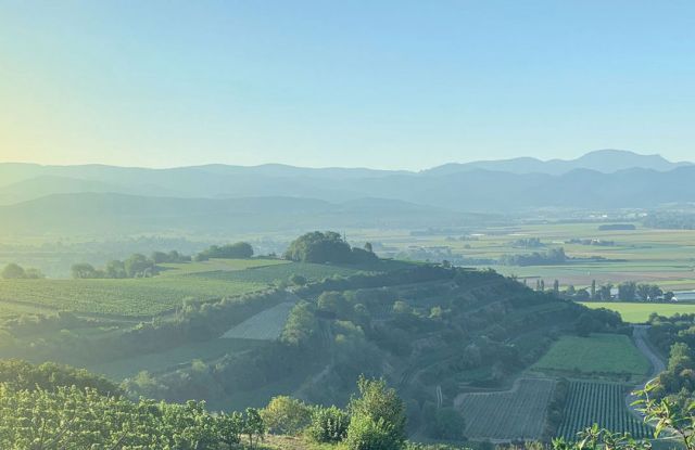 Voyage d'automne dans les vignobles du Tuniberg