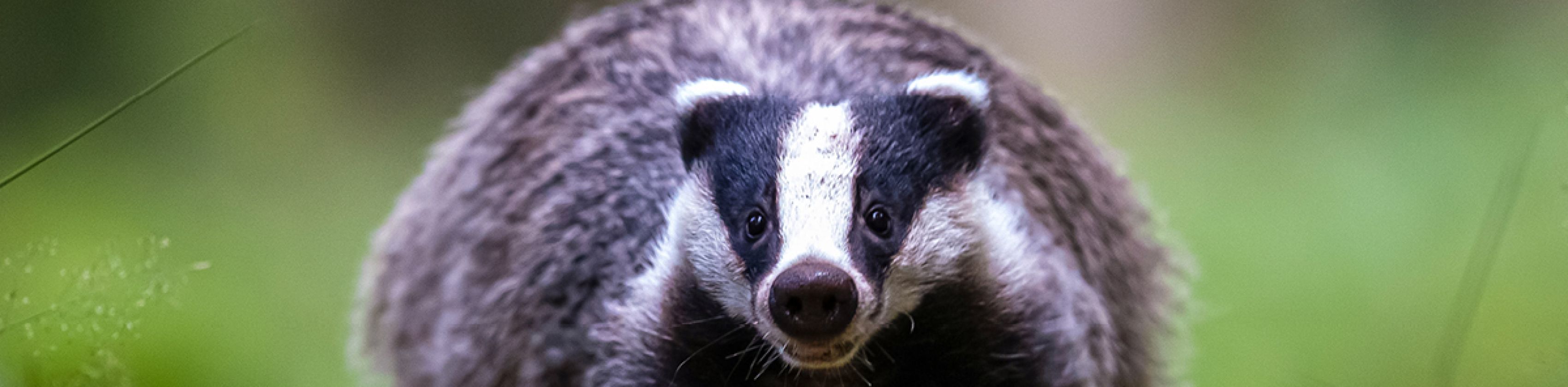 MUNDOLOGIA: Wildnis vor der Haust&uuml;r 2