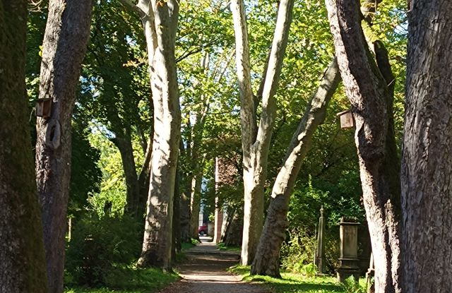 Allee Alter Friedhof, © Kirsten Eck