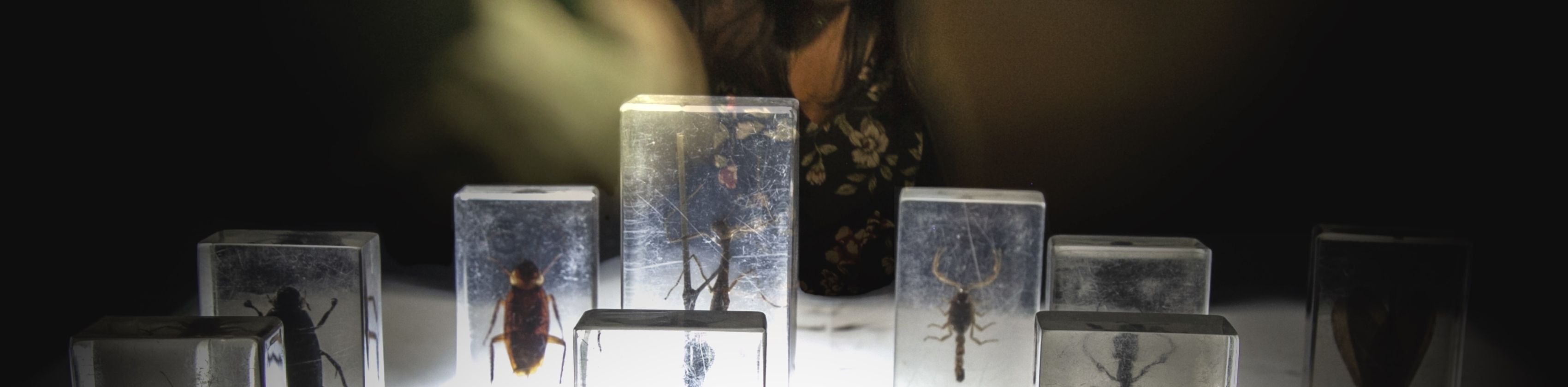 Intercambios - Archiv der aussterbenden Dinge