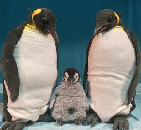 marotte Theater - Pit Pinguin