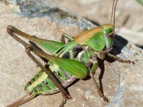 grasshopper-177350_1280-e1770296806304, &copy; Free